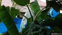 Dosen Ekofisiologi Universitas Muria Kudus Hendy Hendro mengatakan faktor eksternal mempengaruhi daun pisang bisa menjadi warna putih. Kata dia ada banyak faktor eksternal yang menyebabkan daun pisang berwarna putih.  