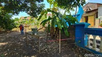 Diberitakan sebelumnya, daun pisang berwarna putih di media sosial. Daun pisang berwarna putih itu disebut mirip kain kafan dan tumbuh di samping makam.  