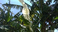 Daun pisang berwarna putih di pekarangan warga Desa Bulung Cangkring, Kecamatan Jekulo, Kudus tengah viral. Selain di Desa Bulung Cangkring, kini muncul daun pisang berwarna putih di Desa Klaling, Kecamatan Jekulo.  