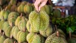 Foto: Rela Masuk ke Hutan Demi Durian Jatuh dari Pohon