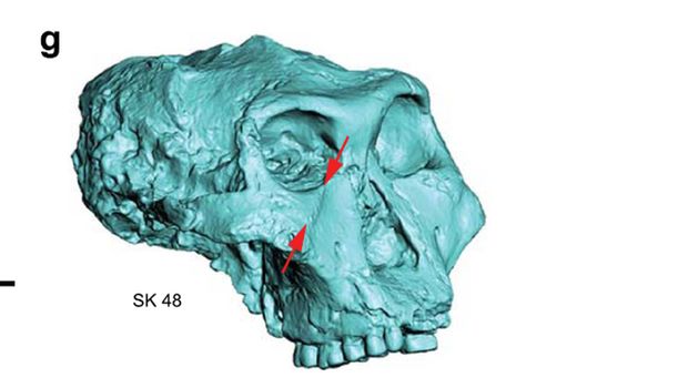 Fosil Paranthropus robustus, 'sepupu' Manusia Ditemukan di Afsel