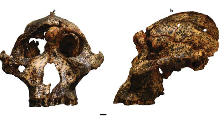 Fosil Paranthropus robustus, sepupu Manusia Ditemukan di Afsel