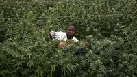 Seorang pekerja pertanian memetik Cannabis di dalam rumah kaca di Kasese, Uganda.  