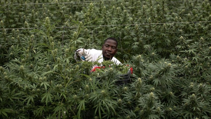 Geliat Petani Ganja Untuk Obat di Uganda KASESE, UGANDA - NOVEMBER 10: A factory worker processes Cannabis flowers to make them ready for export on November 10, 2020 in Kasese, Uganda. Uganda is one of several African countries looking to produce medical cannabis for export to Europe and America. Since 2017, five countries on the continent have legalized the farming of cannabis for medicinal or industrial use. Rwanda earlier this month passed laws allowing production, and Uganda has already started exporting to markets in Israel. Farms in Lesotho (the first nation in Africa to issue licenses to produce medicinal cannabis) quickly attracted multimillion-dollar investments from Canada. Industrial Hemp, the only Ugandan cannabis company currently exporting, grows its crop in high-tech greenhouses in partnership with Together Pharma, an Israeli firm. In April they exported 250kg of medicinal cannabis - the first commercial batch to leave Uganda since the government approved export in January. Considering this successful export, the company is setting its sights on exporting to Europe and Canada. Scores of Ugandan companies have applied for licenses. (Photo by Luke Dray/Getty Images)