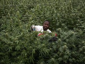 Potret Petani Ganja untuk Obat di Uganda