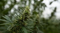 Pertanian di Lesotho (negara pertama di Afrika yang mengeluarkan lisensi untuk memproduksi ganja obat) dengan cepat menarik investasi jutaan dolar dari Kanada.  