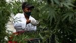 Potret Petani Ganja untuk Obat di Uganda