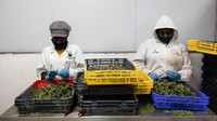 Pada bulan April mereka mengekspor 250kg ganja obat.  