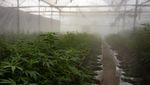 Potret Petani Ganja untuk Obat di Uganda