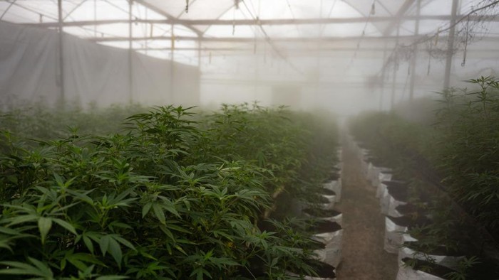 KASESE, UGANDA - NOVEMBER 10: A factory worker processes Cannabis flowers to make them ready for export on November 10, 2020 in Kasese, Uganda. Uganda is one of several African countries looking to produce medical cannabis for export to Europe and America. Since 2017, five countries on the continent have legalized the farming of cannabis for medicinal or industrial use. Rwanda earlier this month passed laws allowing production, and Uganda has already started exporting to markets in Israel. Farms in Lesotho (the first nation in Africa to issue licenses to produce medicinal cannabis) quickly attracted multimillion-dollar investments from Canada. Industrial Hemp, the only Ugandan cannabis company currently exporting, grows its crop in high-tech greenhouses in partnership with Together Pharma, an Israeli firm. In April they exported 250kg of medicinal cannabis - the first commercial batch to leave Uganda since the government approved export in January. Considering this successful export, the company is setting its sights on exporting to Europe and Canada. Scores of Ugandan companies have applied for licenses. (Photo by Luke Dray/Getty Images)
