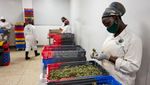 Potret Petani Ganja untuk Obat di Uganda
