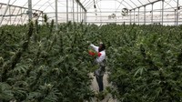Rwanda awal bulan ini mengesahkan undang-undang yang mengizinkan produksi, dan Uganda sudah mulai mengekspor ke pasar di Israel.  