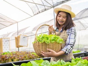 Cara Menanam Sayur Hidroponik di Rumah, Bisa Hemat Uang Belanja