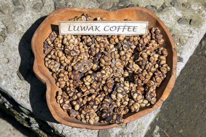 5 Keistimewaan Kopi Luwak yang Mahal Harganya