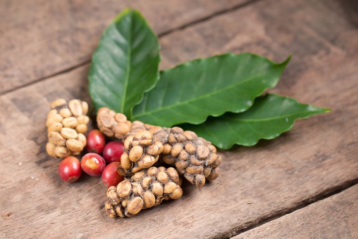 5 Keistimewaan Kopi Luwak yang Mahal Harganya