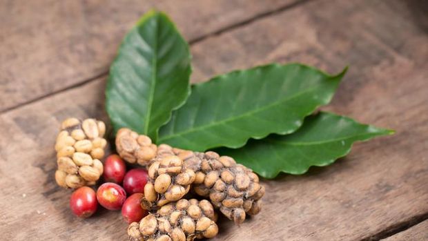 5 Keistimewaan Kopi Luwak yang Mahal Harganya
