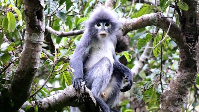 Lutung Popa Myanmar