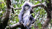 Primata yang ditemukan dinamai Lutung Popa. Adalah sejenis monyet dengan ekor panjang, ada lingkaran di area mata, dan memiliki jambul bulu di atas kepalanya (Foto: CNN)