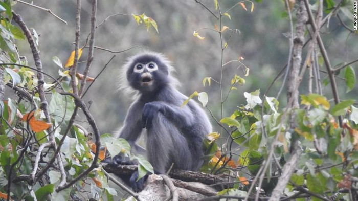 Lutung Popa Myanmar