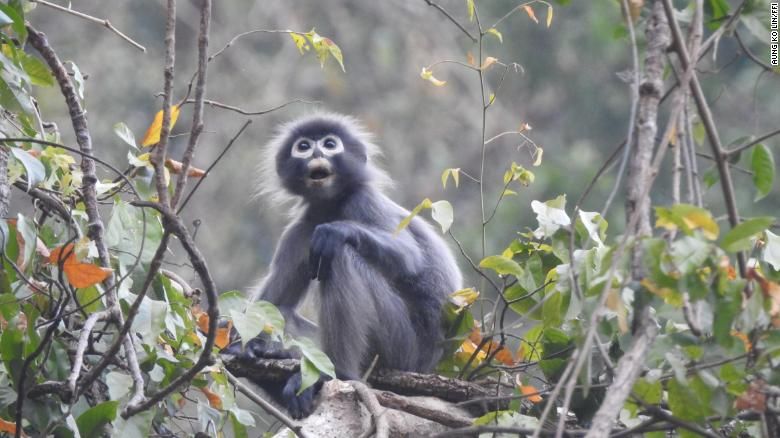 Lutung Popa Myanmar