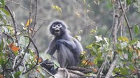 Peneliti telah menamai ratusan hewan atau spesies baru pada tahun 2020. Di antara spesies yang baru dideskripsikan tahun ini adalah Popa Iangur (Trachypithecus popa). Spesies monyet ini hidup di lereng gunung berapi yang telah mati di Myanmar.