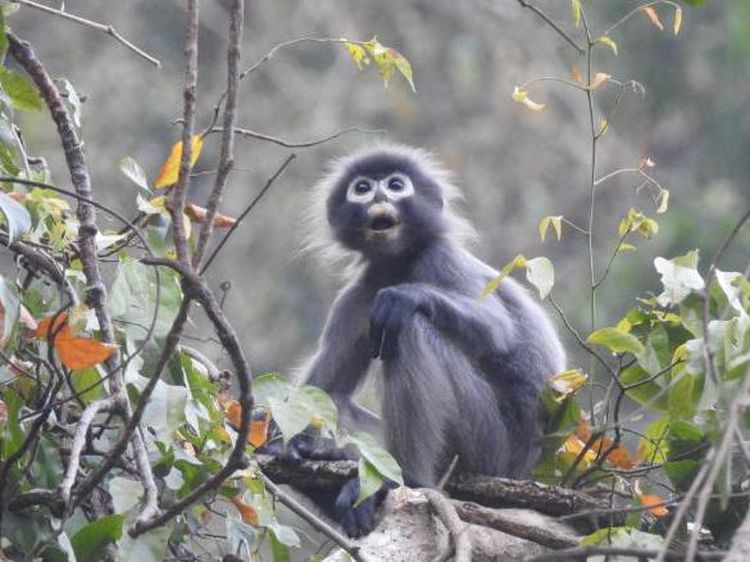 Deretan Satwa yang Baru Dinamai pada 2020