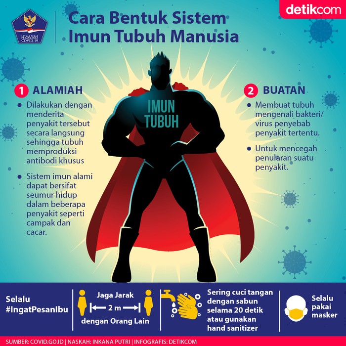 Membentuk sistem imun tubuh