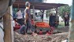 Momen Penguburan Kerbau Bule Keramat Milik Keraton Solo