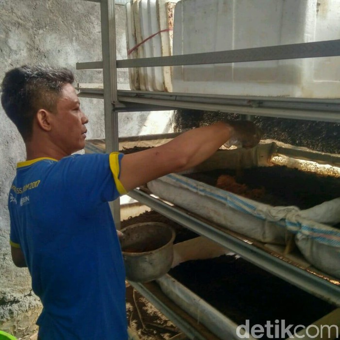 Bagi sebagian orang cacing merupakan hewan yang menggelikan bahkan menjijikan. Meski demikian, hewan ini memiliki sejumlah manfaat bagi kehidupan.