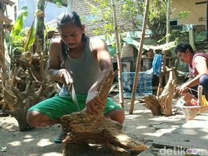 Fungsi Akar dan Strukturnya pada Tumbuhan