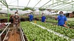 Solusi IoT untuk Urban Farming