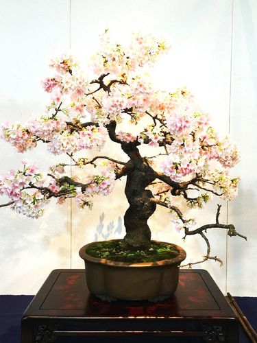 sakura tree bonsai taken on mobile device