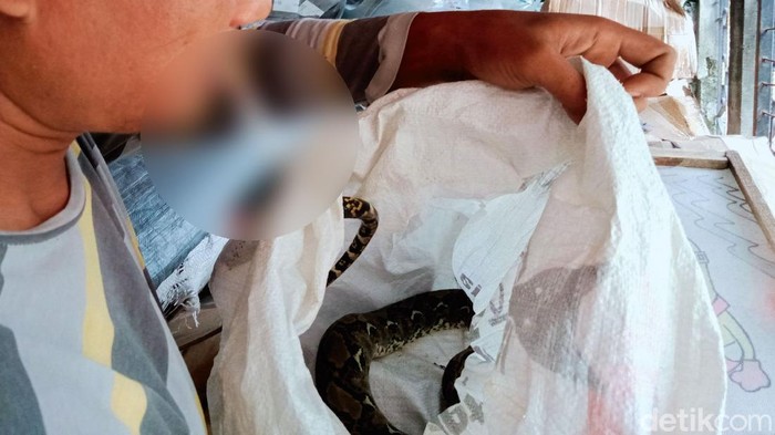 Ular piton sepanjang 2 meter yang ditangkap di kandang ternak milik warga Klaten