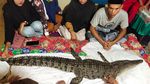 Ini Buaya di Makassar Bikin Heboh yang Diyakini Kembaran Manusia