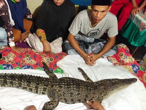 Buaya Kembaran Manusia Cuma Mitos, Mengapa Masih Ada Warga Sulsel Percaya?