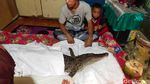 Ini Buaya di Makassar Bikin Heboh yang Diyakini Kembaran Manusia