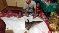 Informasi yang dihimpun, warga sekitar yang juga kerabat Muliadi mengatakan buaya itu merupakan buaya keturunan manusia yang bernama Halimah dan memiliki seekor buaya lainnya sebagai kembaran.