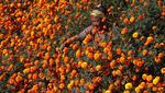 Bunga Ini Bikin Ladang di Nepal Berubah Warna Jadi Oranye