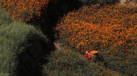 Momen bermekarannya bunga marigold pun kerap dinanti oleh warga sekitar. Pasalnya, bunga-bunga marigold itu akan dirangkai menjadi karangan bunga untuk beragam festival maupun perayaan yang digelar di Nepal.