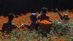 Bunga Ini Bikin Ladang di Nepal Berubah Warna Jadi Oranye