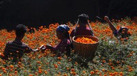 Sejumlah warga tengah memetik bunga marigold yang bermekaran di kawasan Kathmandu, Nepal.