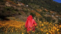 Seperti diketahui, marigold jadi salah satu bunga yang kerap terlihat di berbagai perayaan maupun festival yang digelar di Nepal.