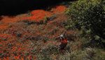 Bunga Ini Bikin Ladang di Nepal Berubah Warna Jadi Oranye