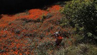 Tak heran, saat bunga-bunga marigold bermekaran, warga pun berdatangan untuk memetik bunga berwarna oranye tersebut.