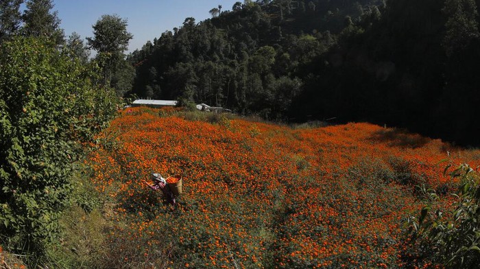 Bunga Ini Bikin Ladang di Nepal Berubah Warna Jadi Oranye Bunga marigold yang bermekaran di kawasan Nepal membuat area itu menjadi berwarna oranye. Bunga ini kerap terlihat di berbagai perayaan atau festival di Nepal.