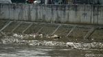 Kali Ciliwung di Bukit Duri Dipenuhi Sampah