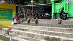 Kera Ekor Panjang di Sleman Ketiban Rezeki Imbas Merapi Siaga