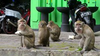 Seorang penjual jadah tempe di kawasan Tlogo Putri Kaliurang, Sleman, mengatakan makanan tersebut dibagikan ke kera karena tidak laku dijual. Diketahui, kera yang berada di lokasi tersebut kerap kali menunggu kedatangan para wisatawan yang memberikan makanan. Bila tak ada wisatawan kera-kera tersebut pun mencari makanan sendiri sehingga tak jarang masuk ke kampung warga untuk mencari makanan.