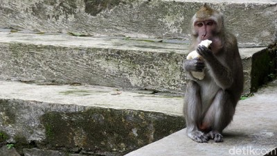 Kera Ekor Panjang di Sleman Ketiban Rezeki Imbas Merapi Siaga