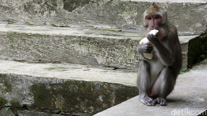 Kera Ekor Panjang di Sleman Ketiban Rezeki Imbas Merapi Siaga Sejumlah tempat wisata di area Merapi ditutup. Agar makanan yang dijual tak terbuang, sejumlah pedagang memberikannya pada kera ekor panjang di kawasan tersebut